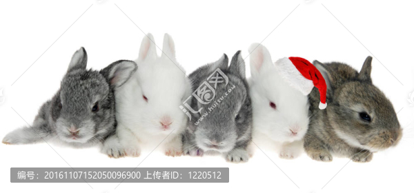 一排五只小兔子，一只Santa,Kraus
