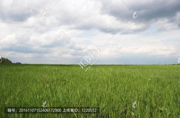 綠色小麥田和多云的天空
