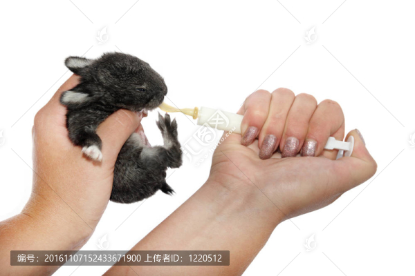 用移液管喂小兔子
