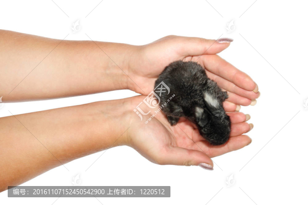 手中的小兔子