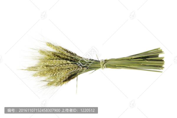白底小麥穗