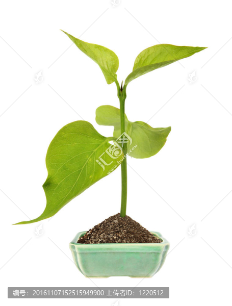 陶瓷花盆中的綠芽