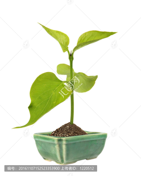 陶瓷花盆中的綠芽