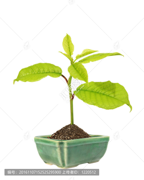 陶瓷花盆中的綠芽