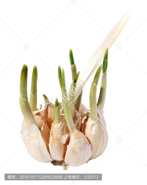 發(fā)芽的大蒜。（隔離的）