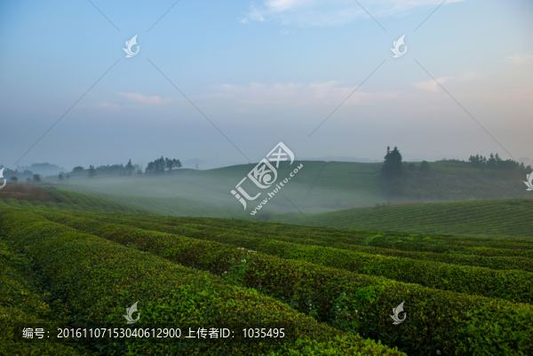 茶園風(fēng)光