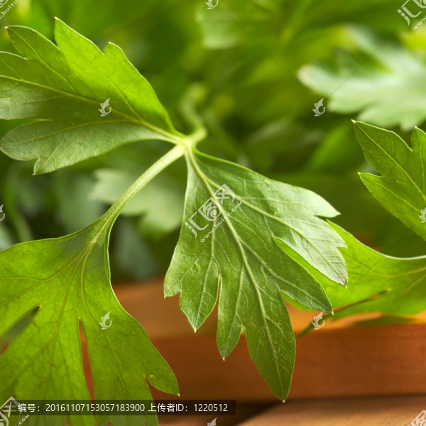 新鮮平葉歐芹（選擇性聚焦，聚焦于中間部分和右葉尖端）
