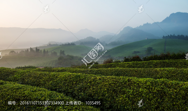 茶場(chǎng)風(fēng)光