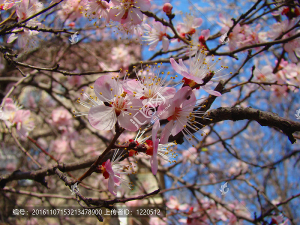 櫻花盛開(kāi)