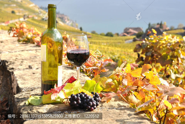紅葡萄酒在Lavaux地區(qū)的梯田葡萄園玻璃；瑞士