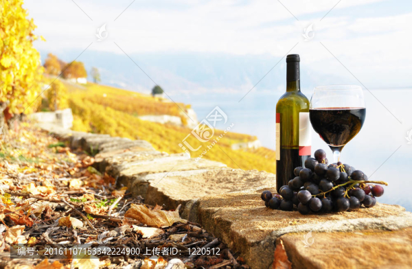 對(duì)Lavaux地區(qū)的葡萄園梯田的紅葡萄酒和葡萄；瑞士