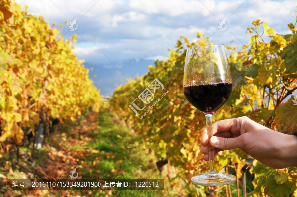 在手的Wineglass對(duì)Lavaux地區(qū)的葡萄園；瑞士