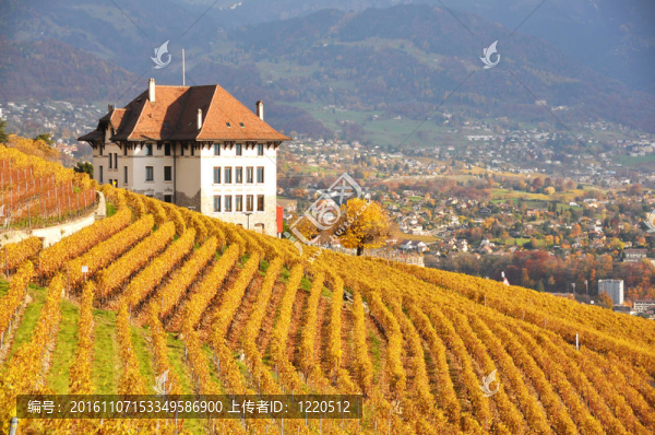 Lavaux地區(qū)的葡萄園；Swittzerland