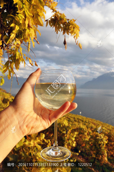 在手的Wineglass對Lavaux地區(qū)的葡萄園；瑞士