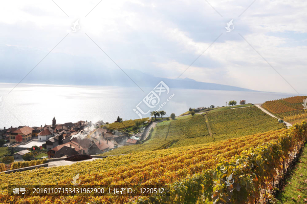 Lavaux地區(qū)的葡萄園；瑞士