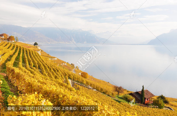 Lavaux地區(qū)的葡萄園；瑞士