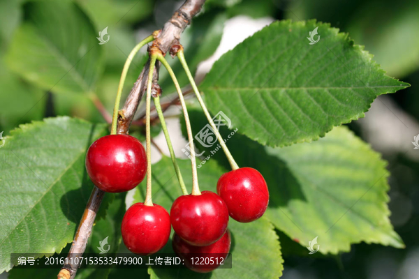 櫻桃