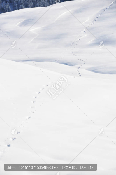 雪地上的腳步聲。Braunwald；瑞士的阿爾卑斯山脈