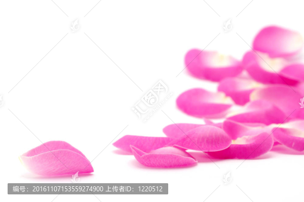 粉紅玫瑰的花瓣