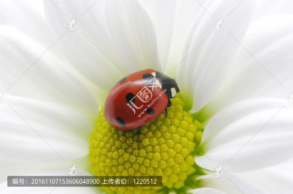 瓢蟲