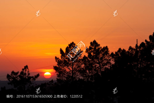 日落樹后面