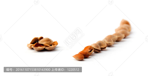 隊列的堅果靜物寓言特寫