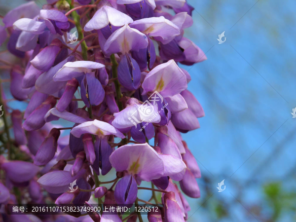 紫藤花