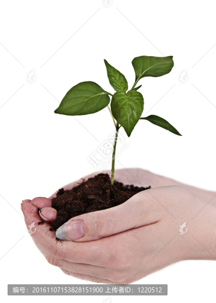 女人手上的小植物