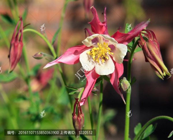 耬斗菜屬（Columbine）
