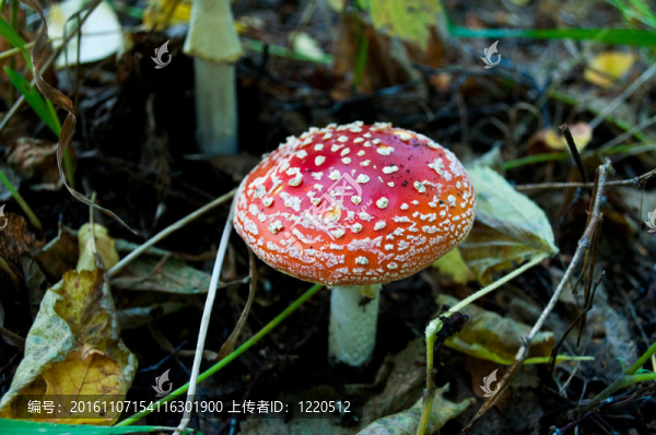 紅蘑菇