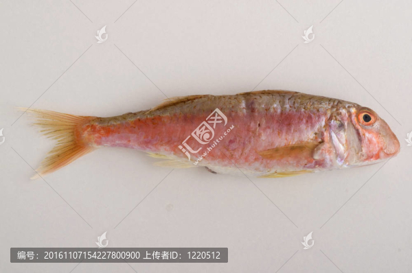 新鮮的魚(yú)
