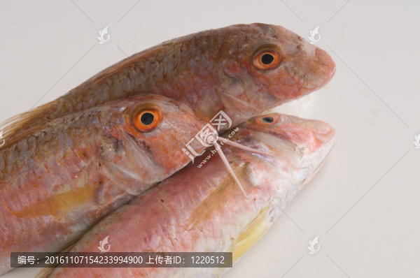 新鮮的魚(yú)
