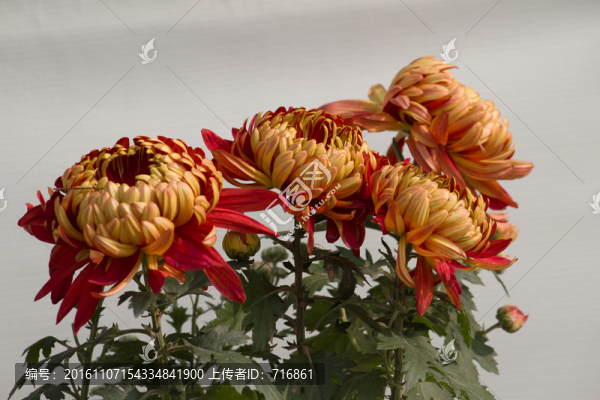 金皇后,菊花