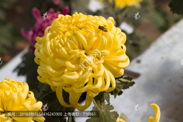黃石公,菊花