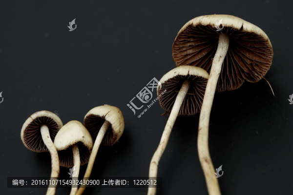 裸蓋菇semilanceata