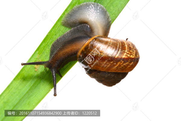 孤立的殼