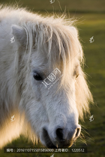 新福里斯特小型馬