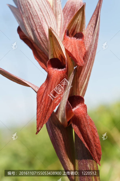 Serapias,Vomeracea的蘭花