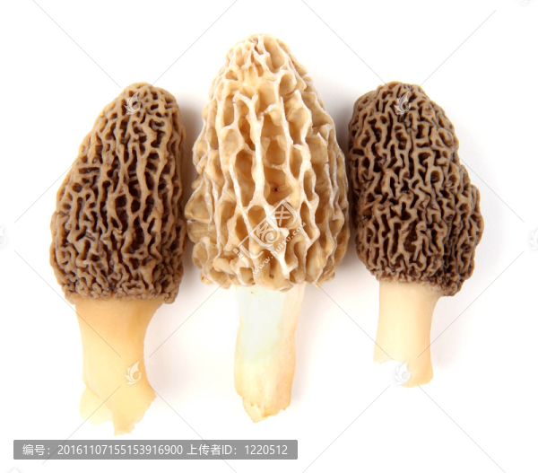 三灰色羊肚菌蘑菇孤立在白色和黃色