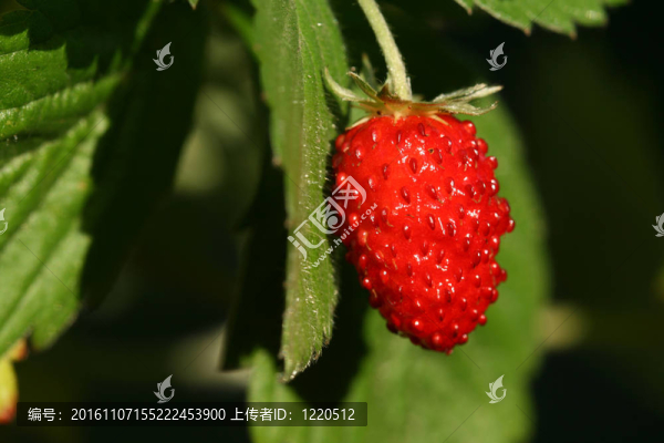 野草莓的果實(shí)