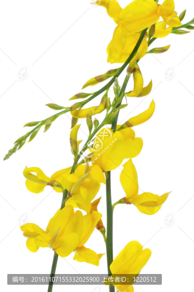 西班牙金雀花