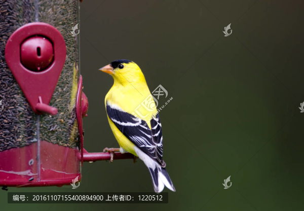 在飼養(yǎng)美洲金翅雀