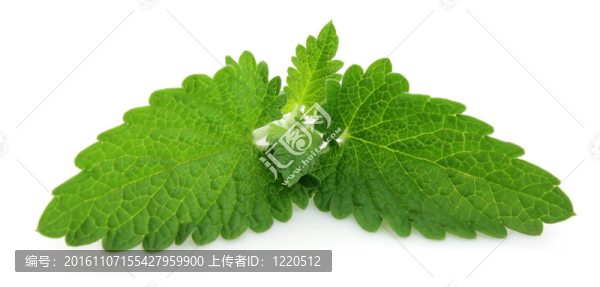 新鮮香蜂草