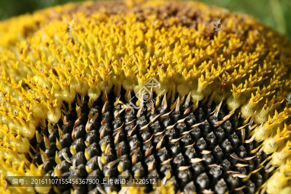 葵花籽-匯圖網(wǎng) www.fosd68.com 葵花籽