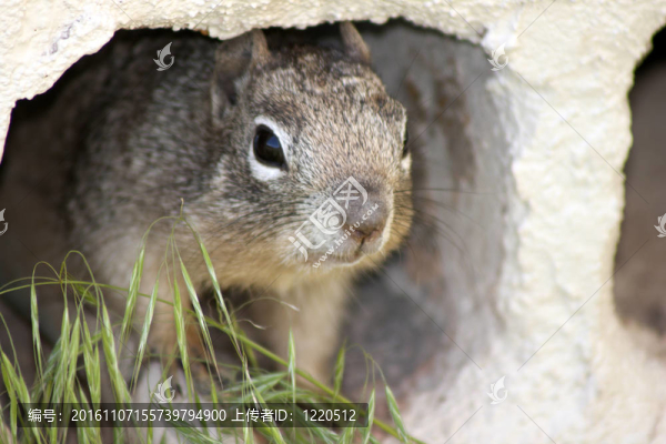 squirrle壁