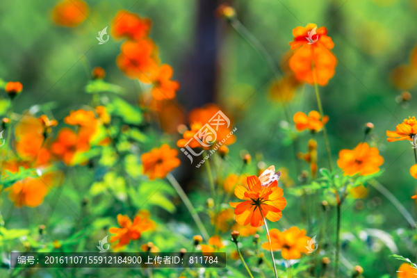 蝴蝶與花