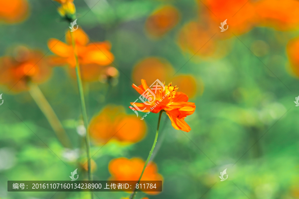 花園花叢