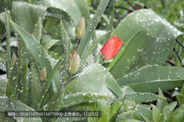 郁金香；紅色（雨滴）
