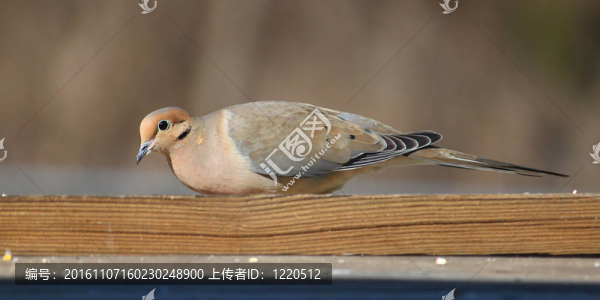哀鴿（Zenaida,macroura）