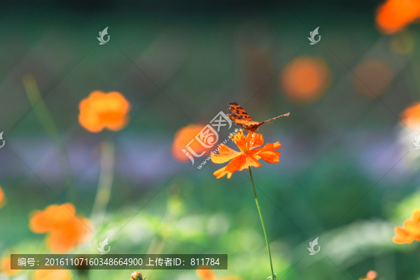蝴蝶與花
